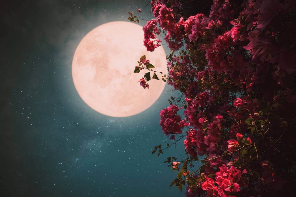 Full moon behind a tree